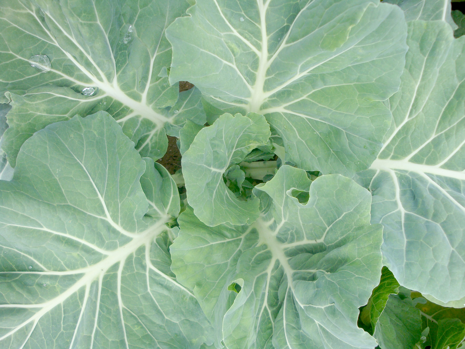 畑の野菜